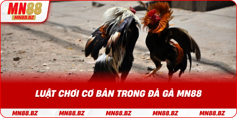 Quy tắc và cách chơi đá gà cơ bản tại MN88