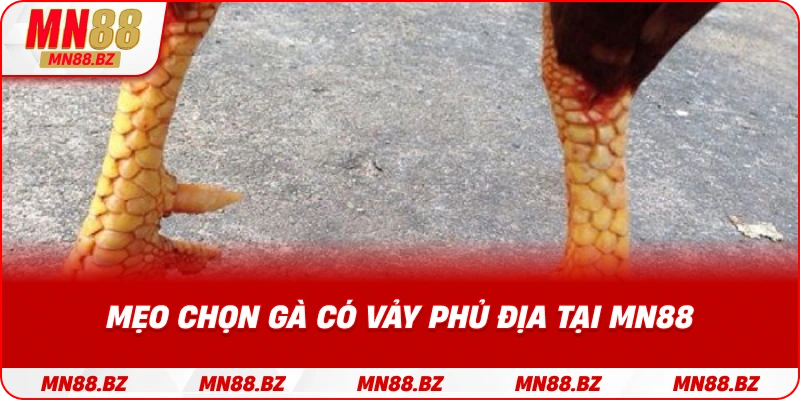 Những lợi thế của chiến kê có vảy phủ địa trong thi đấu