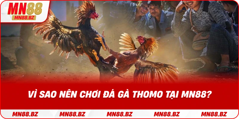 Lý do khiến bet thủ ưu tiên chọn MN88 để đặt cược đá gà Thomo